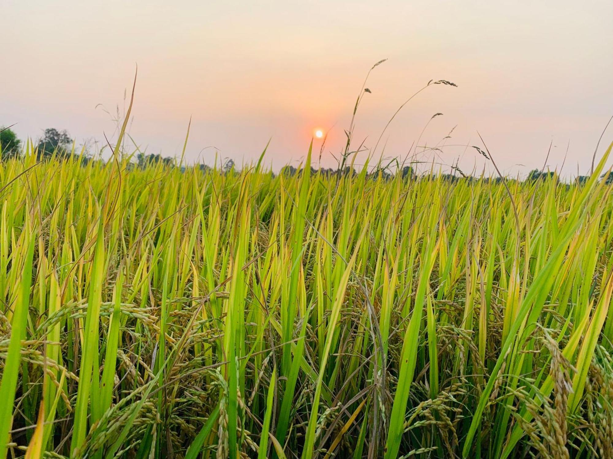 Lotus Farm Retreat Apartment โฮจิมินห์ซิตี้ ภายนอก รูปภาพ